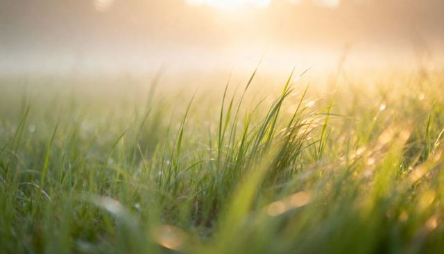 Glistening dewy meadow grass at sunrise with soft morning mist and golden bokeh glow