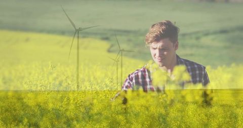 Young farmer inspecting canola crop among wind turbines on sunlit rolling hills