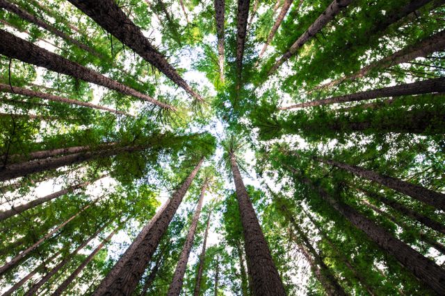 Tall trees stretch towards the sky displaying vibrant green leaves, forming a canopy in a lush forest. Perfect for themes surrounding nature, tranquility, environmental consciousness, sustainability, and outdoor activities.