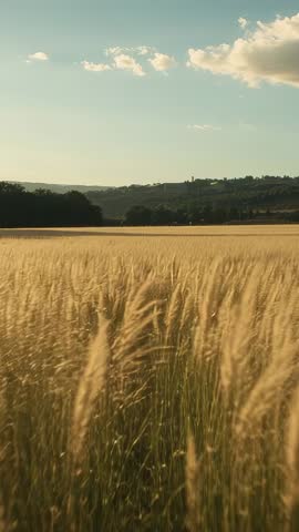 Vertical video of wheat swaying in golden field with drifting clouds over rolling hills
