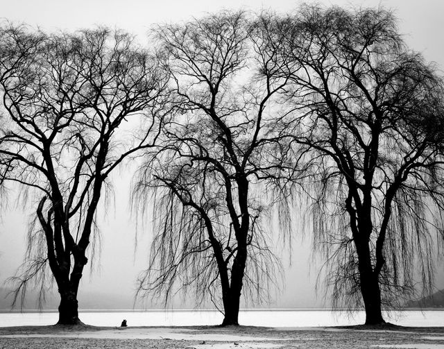 Trees water black and white  - Download Free Stock Photos Pikwizard.com