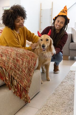 Couple dressing golden retriever in halloween costume at home, cozy autumn moment