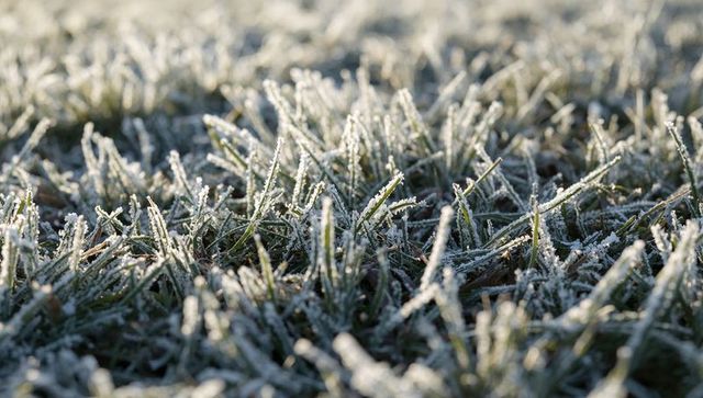 Hoarfrost sparkling on grass blades at dawn close-up with crystalline frost and sunlight
