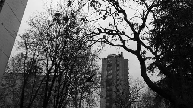 Silhouette of tall leafless trees juxtaposed with high-rise buildings forms an urban landscape on an overcast day. Birds are perched on the branches, emphasizing the tranquility amidst urban chaos. Ideal for themes focusing on urban nature, contrast between natural and man-made environments, winter ambiance, or atmospheric elements in cityscapes.