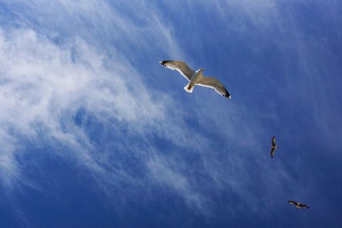 Seagull Soaring Over Deep Blue Sky with Wispy Clouds and Distant Gulls