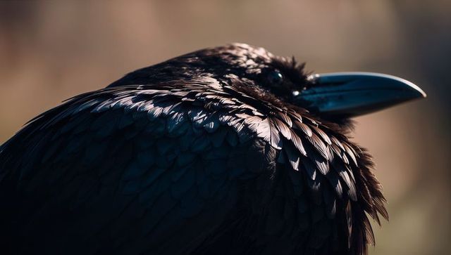 Raven in Good Light featuring Shimmering Feathers and Detailed Beak