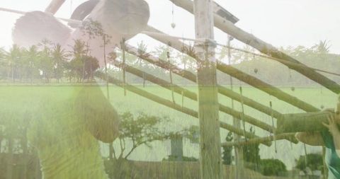 Healthy lifestyle amidst rustic rice fields