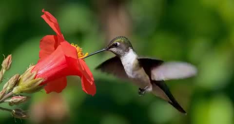 Hummingbird in Flight Sips Nectar from Red Flower