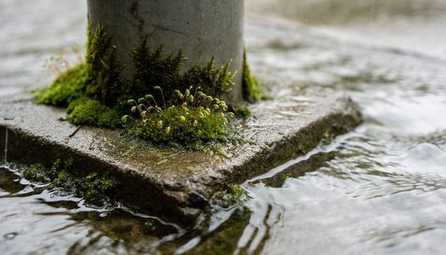 Moss-covered concrete base featuring metal post and rain-wet water ripples