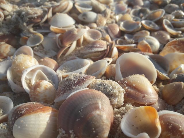 Ideal for use in travel brochures, beach resort advertisements, and nature-themed designs. Perfect for backgrounds or as an illustration of natural coastal scenery. Great for summer and nature promotions, showcasing detail and color variety of seashells on the beach.