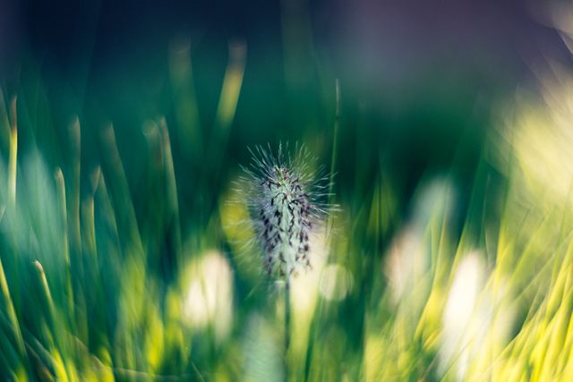 Macro Shot of Single Grass Seed Head in Green Field with Bokeh Background - Download Free Stock Photos Pikwizard.com