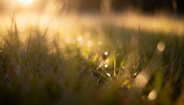 Golden-hour dewdrops on grass blades with soft bokeh and warm sunrise meadow glow