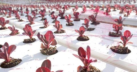 Red Lettuce Plants Thriving in Hydroponic Greenhouse Environment