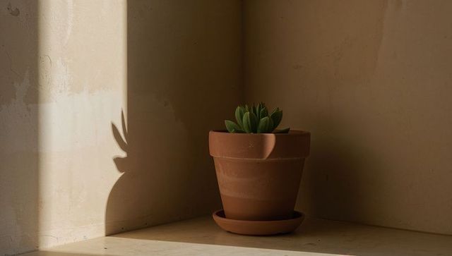 Minimalist terracotta pot with succulent in sunlit corner casting sharp shadow