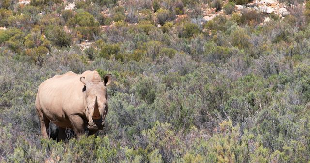 White rhinoceros walking through dense bushes in African savanna. Ideal for use in wildlife conservation campaigns, African safari advertising, and nature magazines. Perfect for illustrating articles on endangered species and global wildlife conservation efforts.