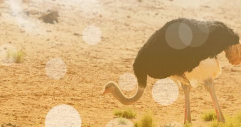 Ostrich Foraging in Sunlit Desert Environment - Download Free Stock Images Pikwizard.com