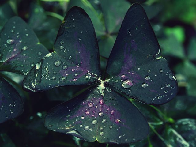Close-up of Fresh Wet Dark Purple Triangular Leaves - Download Free Stock Photos Pikwizard.com