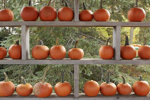 Harvest season pumpkins arranged on rustic wooden shelves