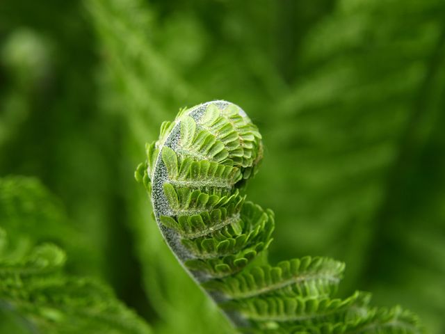 This closeup shows a fiddlehead fern unfurling among lush green leaves. Ideal for use in botanical studies, environmental posters, nature-focused websites, gardening blogs, and wellness magazines.