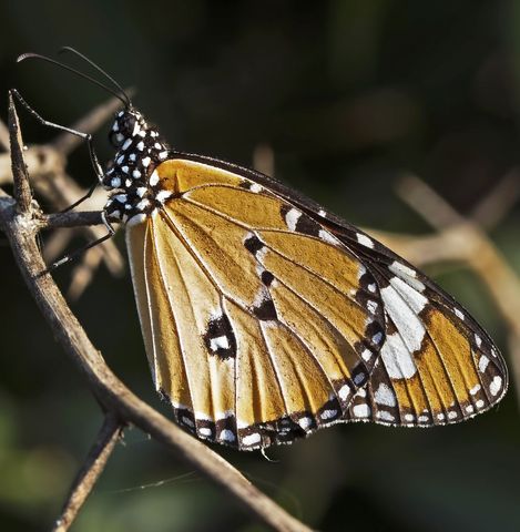 Vibrant Monarch Butterfly Resting on Twigs