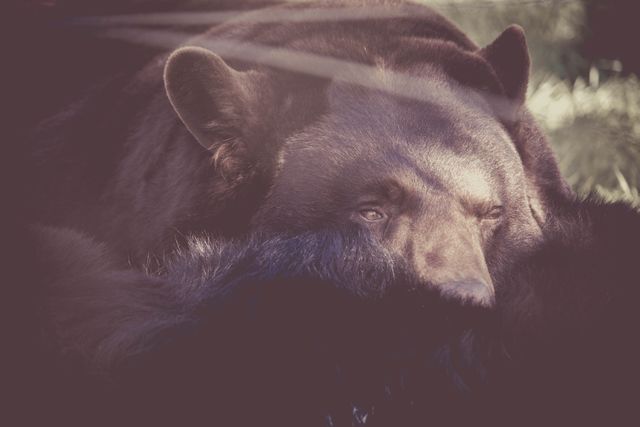 Close-up of Peaceful Resting Bear in Natural Habitat - Download Free Stock Photos Pikwizard.com