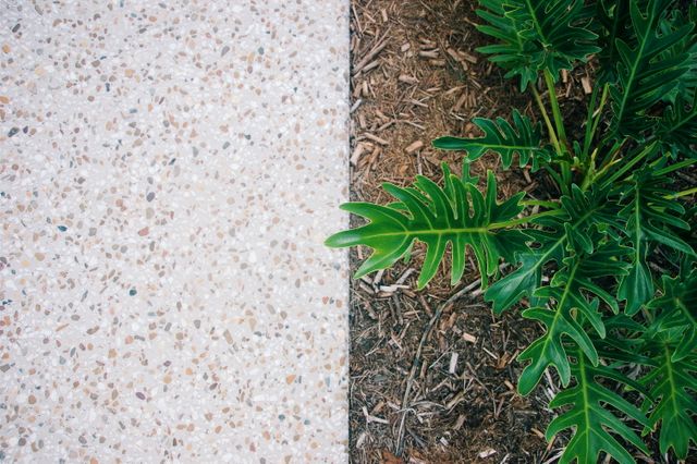 This abstract image shows the top view of a green plant on mulch next to a pea gravel pavement. It highlights the contrast between natural elements and man-made surfaces. Suitable for themes related to landscaping, gardening, urban design, and contrasts in nature.