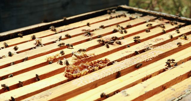 Close-Up View of Honeybees on Honeycomb in Beehive - Download Free Stock Images Pikwizard.com