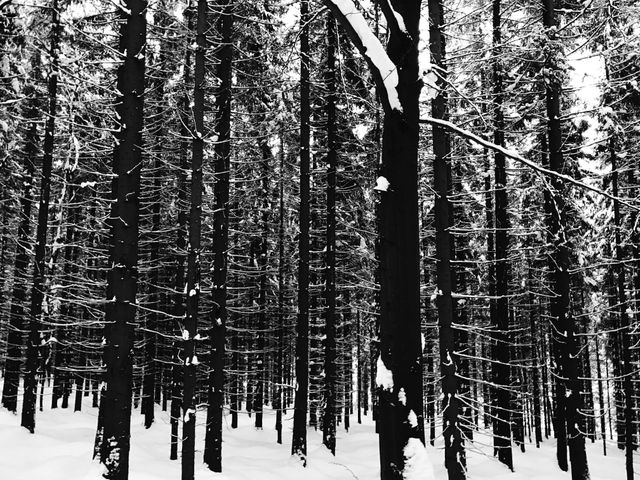 Snow Covered Forest Trees in Winter - Download Free Stock Photos Pikwizard.com
