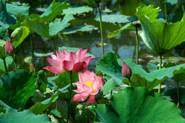 Bright pink lotus flowers blooming amidst large green leaves in a tranquil pond offers a sense of peace and serenity. Perfect for use in nature-themed projects, gardening guides, wellness blogs, or environmental preservation content.