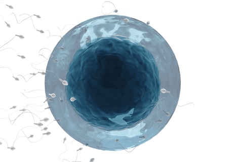 transparent illustration of sperm fertilizing ovum - Download Free Stock Videos Pikwizard.com