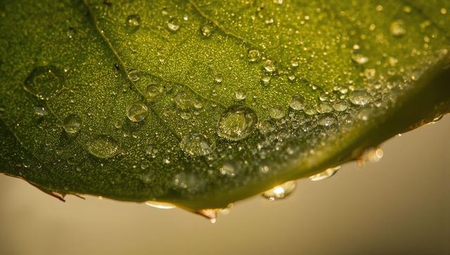 Backlit green leaf dew macro showing veins and reflecting hanging water droplets