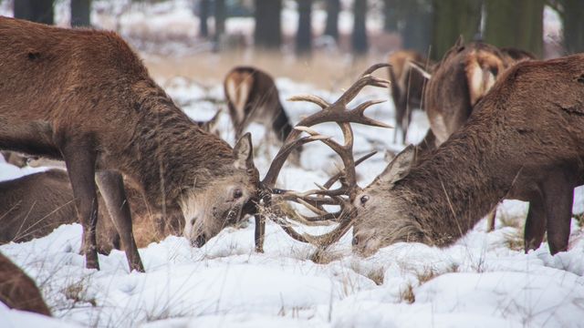 Two male deer locked in antler combat in a snowy forest. Perfect for wildlife documentaries, nature articles, educational content on animal behavior, and winter-themed blogs.
