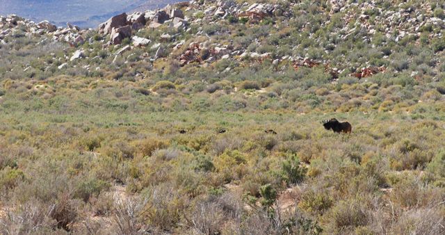  Wildebeest grazing on grassland on a sunny day 4k