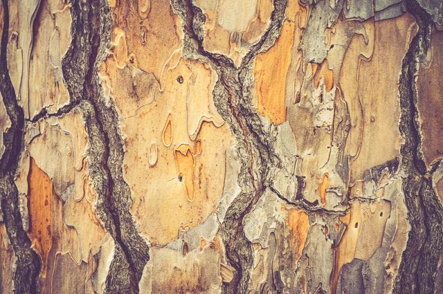 Texture of tree bark showing natural and rough surface, suitable for nature-inspired backgrounds, design elements, and educational materials about trees.