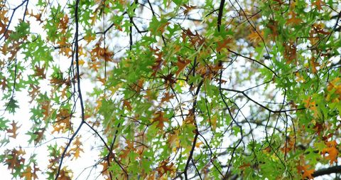 Vibrant Autumn Leaves Creating a Dappled Sunlit Canopy - Download Free Stock Images Pikwizard.com