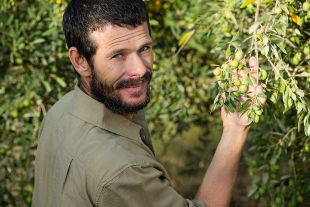 Portrait of farmer checking a tree of olive in farm