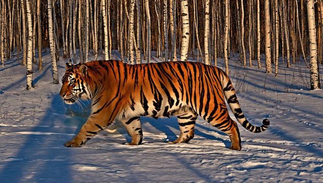 Walking siberian tiger crossing snowy birch forest at golden hour