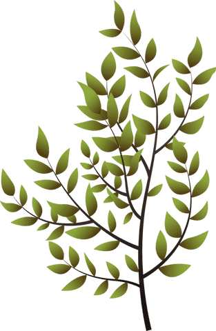 3d render green leaves branching on transparent background