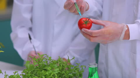 Scientists Conduct Genetic Modification on Tomato in Lab