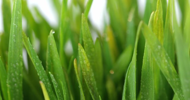 Fresh Dew-covered Blades of Green Grass Close-up - Download Free Stock Images Pikwizard.com