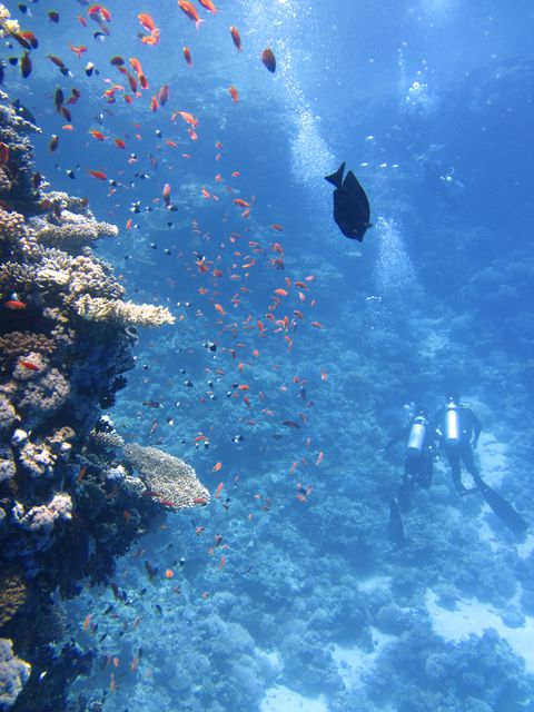 Two scuba divers explore a vibrant coral reef surrounded by various tropical fish. Suitable for use in travel brochures, marine life educational content, or adventure sports promotions.