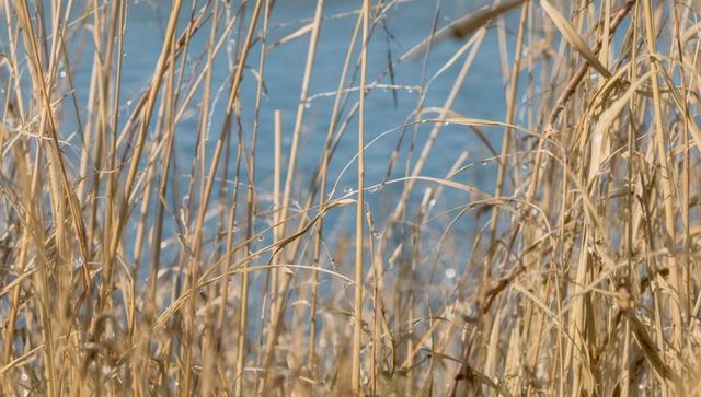 Golden reeds swaying at lakeshore with sunlit dew droplets and soft blue water background