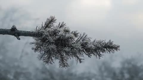 Frosted conifer branch swaying in misty woodland, camera refocusing on hoarfrost