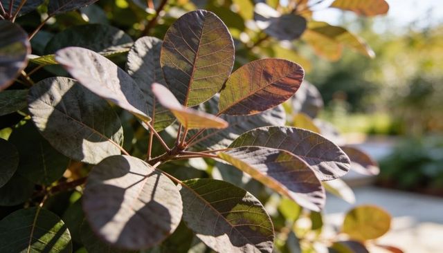 Sunlit purple smoke bush foliage glowing with veined texture and soft garden bokeh