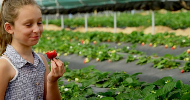 Young girl stands in a strawberry field, holding and enjoying a fresh strawberry. Image perfect for promoting organic farming, workshops for children, healthy lifestyle blogs, summer activities guides or agricultural products.