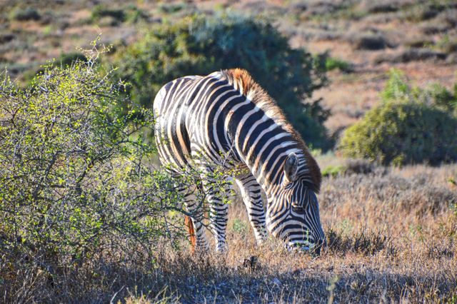 A zebra is grazing in the African savanna during sunset, blending into its natural habitat. The scene captures the essence of wilderness life, with surrounding bush and grasslands typical of a safari setting. The sunlight highlights the zebra's distinct black and white stripes, creating a striking contrast against the earthy tones of the savanna. This imagery can be used in educational materials, wildlife conservation campaigns, travel advertisements promoting safari experiences, or nature documentaries depicting African wildlife.