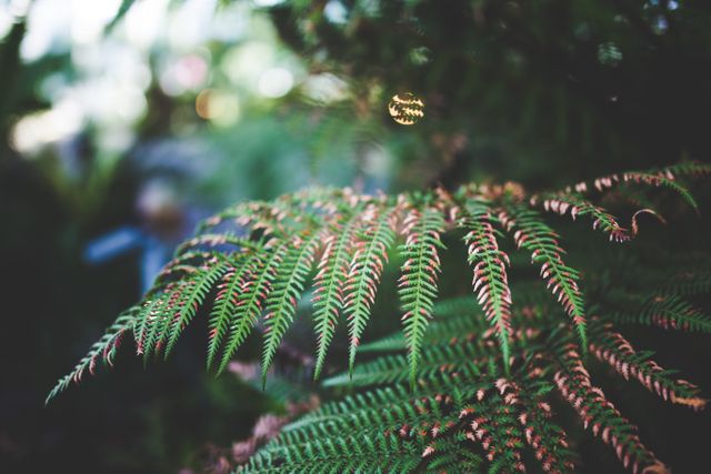 Focus on fern leaves with detailed texture, ideal for depicting lush forest and natural environment. Perfect for use in nature blogs, botanical articles, or environmental awareness campaigns.