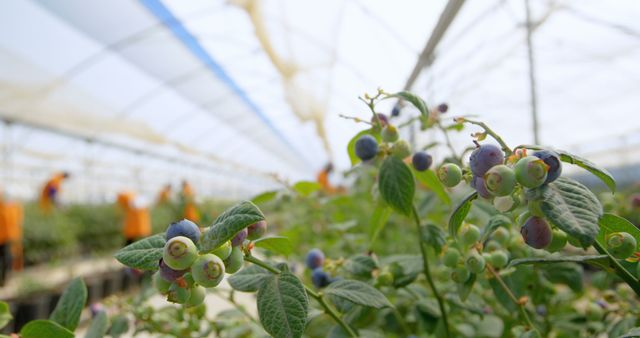 Blueberries growing on branches with leaves in a warm, sunlit greenhouse. Useful for depicting organic farming, sustainable agriculture, fresh produce, gardening, and the blueberry growing process. Ideal for illustrating articles on natural food, farm-to-table concepts, horticulture, or healthy eating.