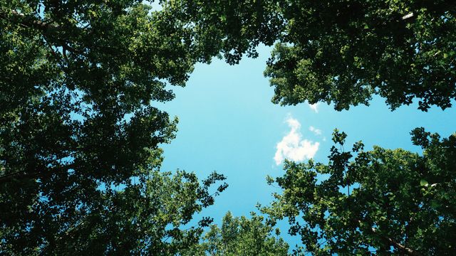 This view looking up through tree branches reveals the blue sky with clouds, capturing the symmetry of nature. Ideal for illustrating themes related to outdoors, travel magazines, environmental campaigns, relaxation, meditation imagery, eco-friendly products, and nature conservation brochures.