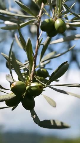 Swaying unripe olive cluster rotating on branch in sunlit grove vertical video